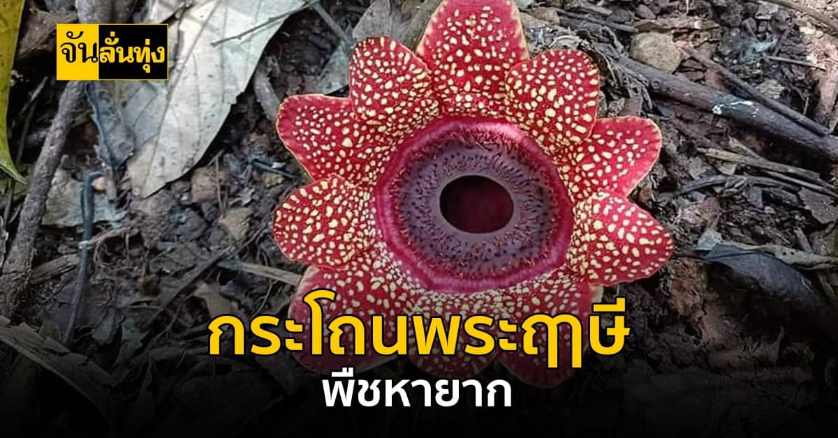 ไม่ได้หาดูกันง่ายๆ กระโถนพระฤาษี พืชหายาก