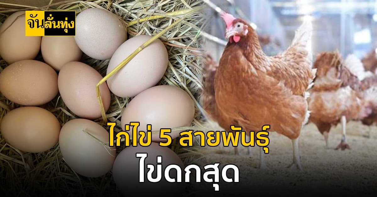เลี้ยงไก่พันธุ์ไหน ให้ไข่ดกสุด ไก่ไข่ 5 สายพันธุ์ ให้ไข่เยอะ