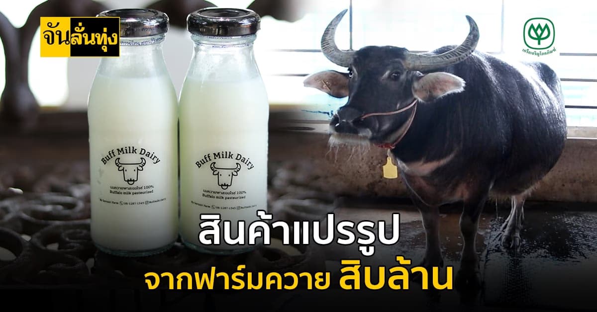 สินค้าแปรรูปจาก นมควาย ทำได้หลายอย่างมากกว่าที่คุณคิด