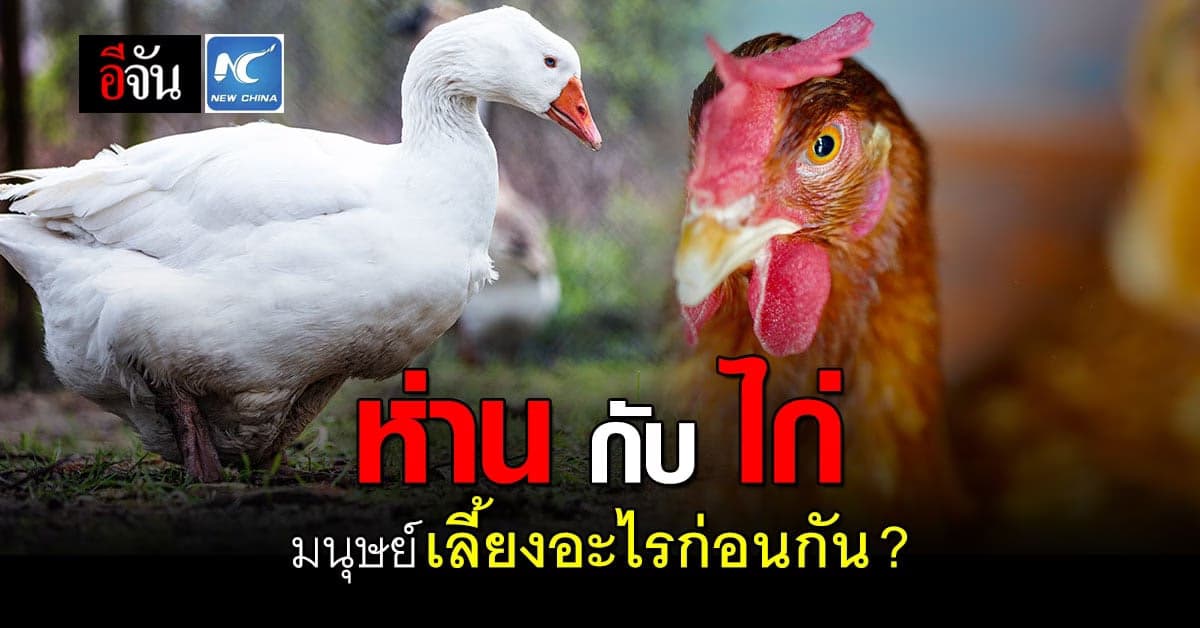 ห่าน อาจเป็น สัตว์ปีก สายพันธุ์ แรกที่ถูกนำมาเลี้ยง