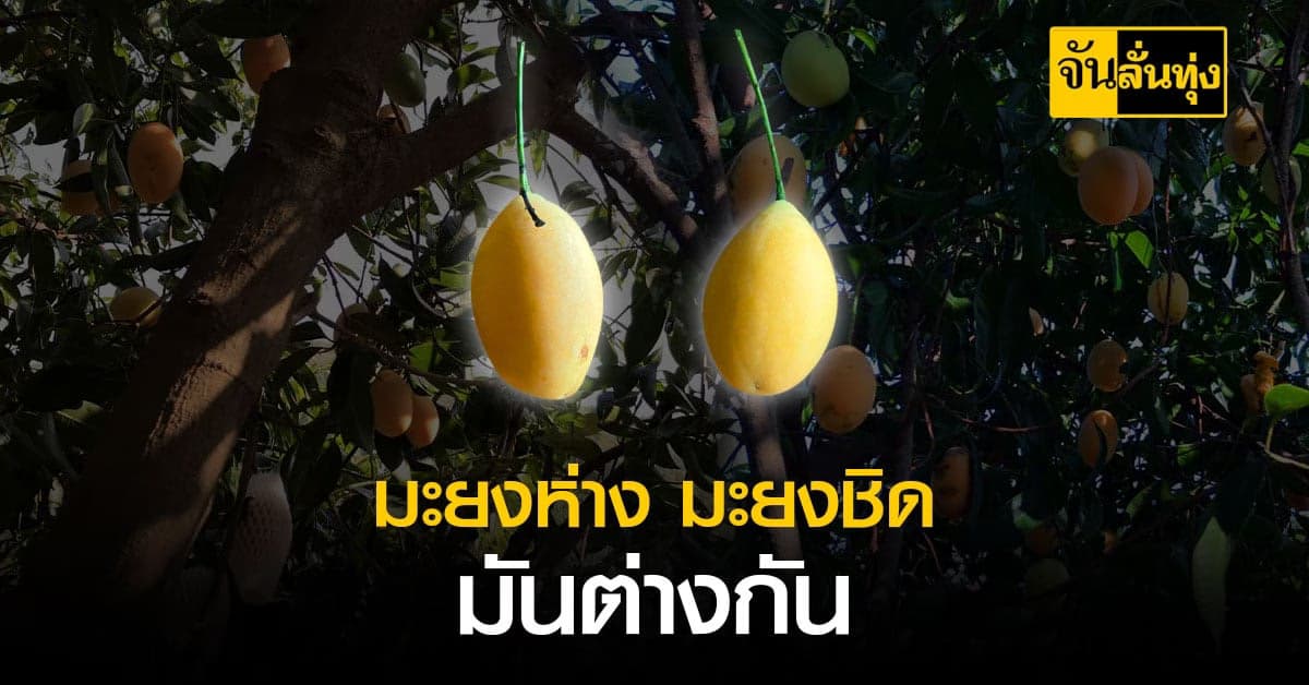 มะยงชิด มะยงห่าง ไม่เหมือนกันนะ ดูให้ดีก่อนซื้อ