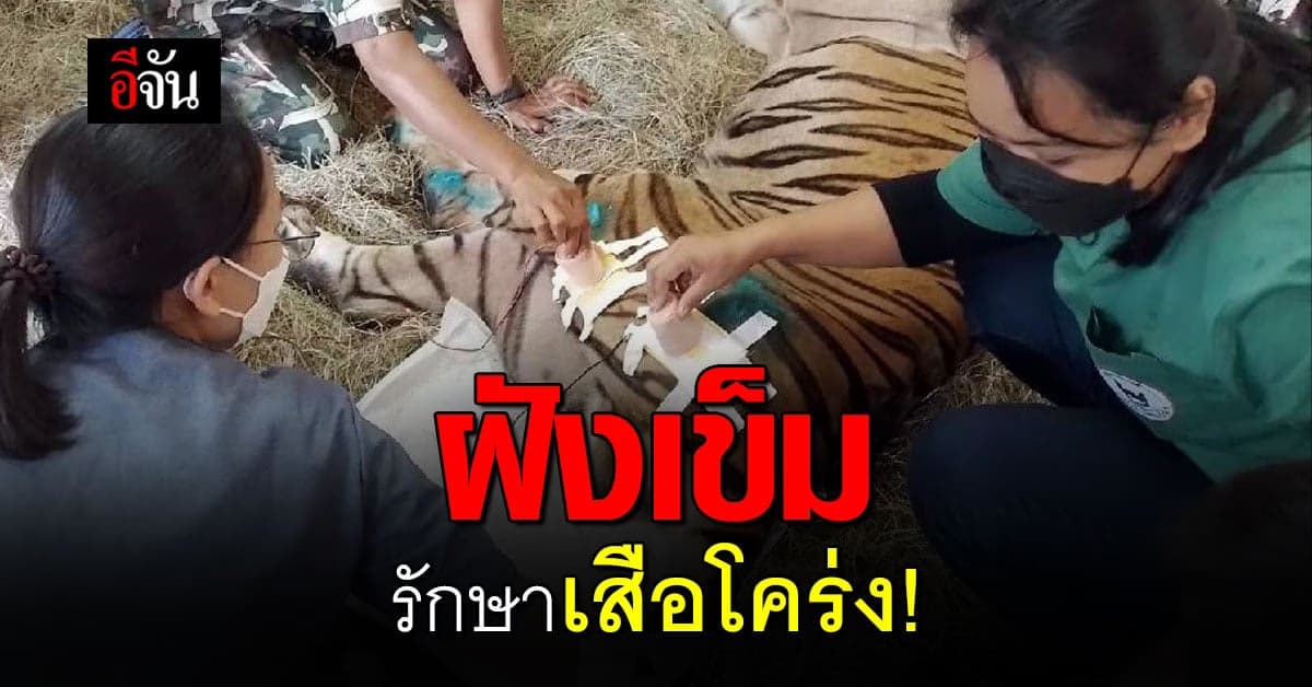 อุทยานฯ ฝังเข็ม กระตุ้นกล้ามเนื้อด้วยไฟฟ้ารักษา เสือโคร่ง บึงฉวาก