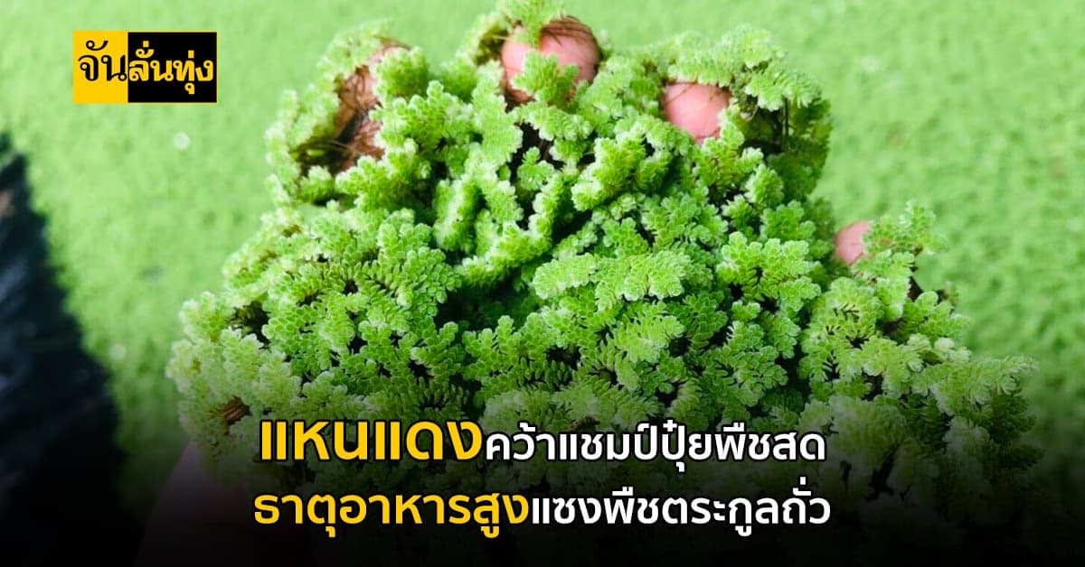 แหนแดงคว้าแชมป์ปุ๋ยพืชสด ให้ธาตุอาหารสูงแซงพืชตะกูลถั่ว