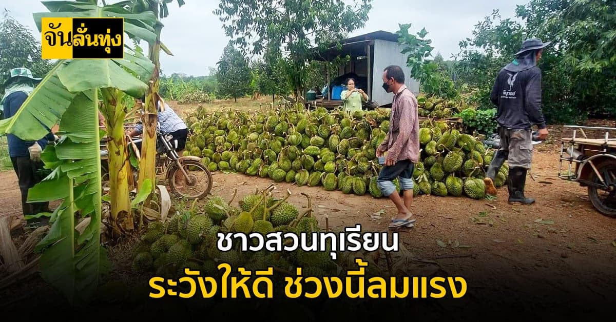 ชาวสวนทุเรียน ช่วงนี้ระวัง กิ่งทุเรียนหัก ลูกหล่นจากต้น เพราะ ลมแรง