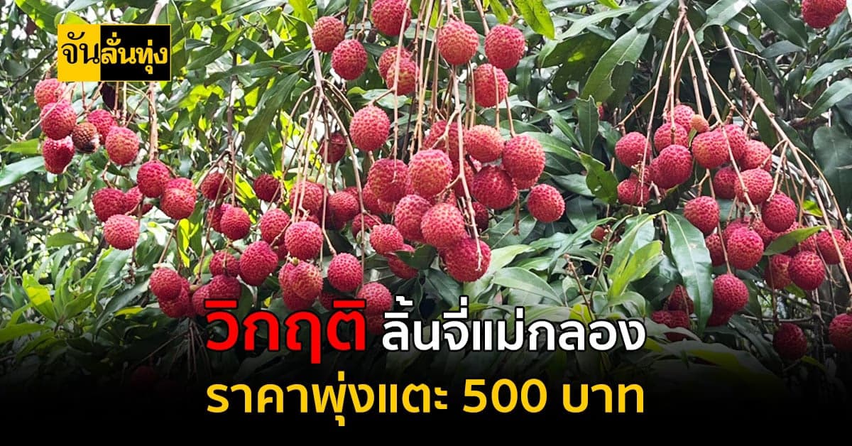 วิกฤตที่เกษตรกรไม่อยากให้เกิด ลิ้นจี่แม่กลอง  ราคาพุ่งแตะ 500 บาท