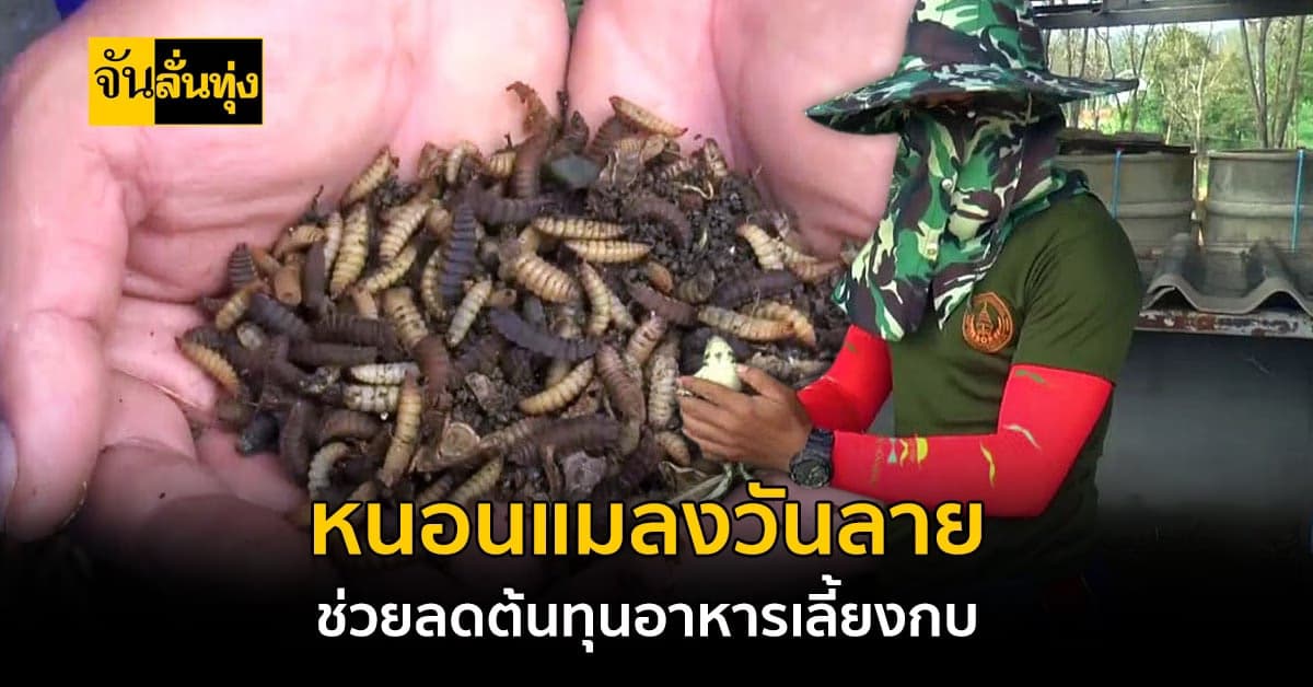 พะเยา  ใช้หนอนแมลงวันลาย เลี้ยงกบ ลดต้นทุนอาหารสำเร็จ