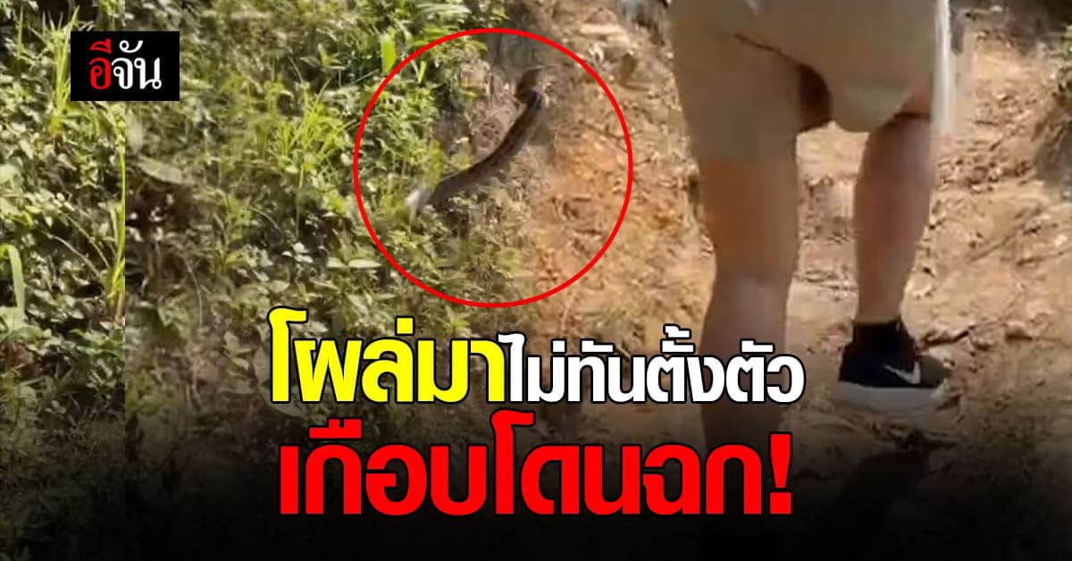 สาวเดินขึ้นดอย จู่ๆงูโผล่มาไม่รู้ตัว เกือบโดนฉก