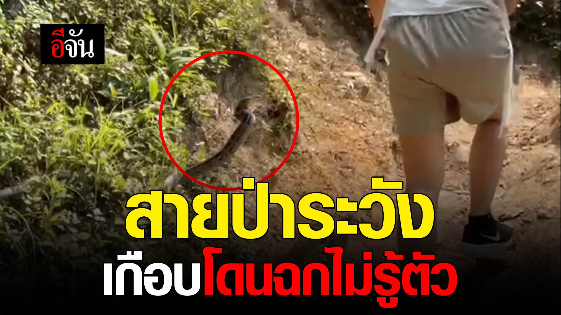 🎬 สายป่าระวัง เกือบโดนงูฉกไม่รู้ตัว