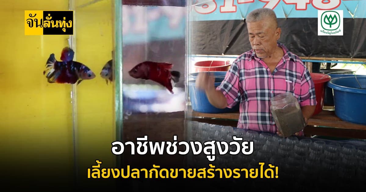 อ่างทอง เลขานุการนายกเทศมนตรี วัย68ปี เพาะพันธุ์ปลากัด สร้างรายได้งาม