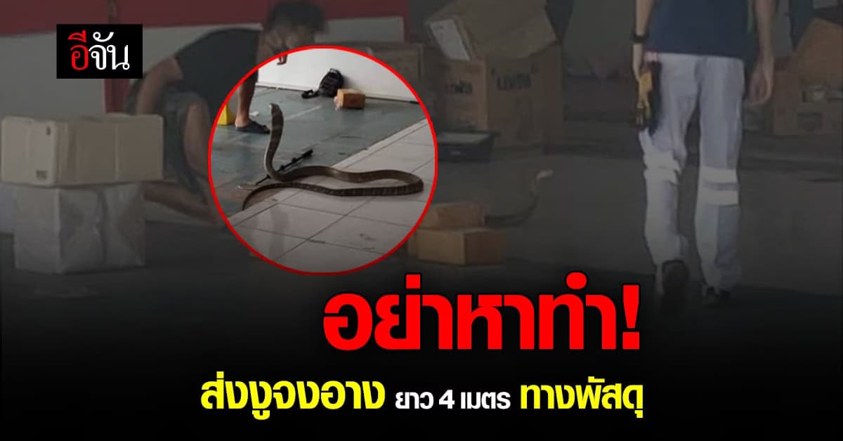 อย่าหาทำ! ส่งงูจงอาง ยาว 4 เมตร ทางพัสดุ กู้ภัยจับกันวุ่น