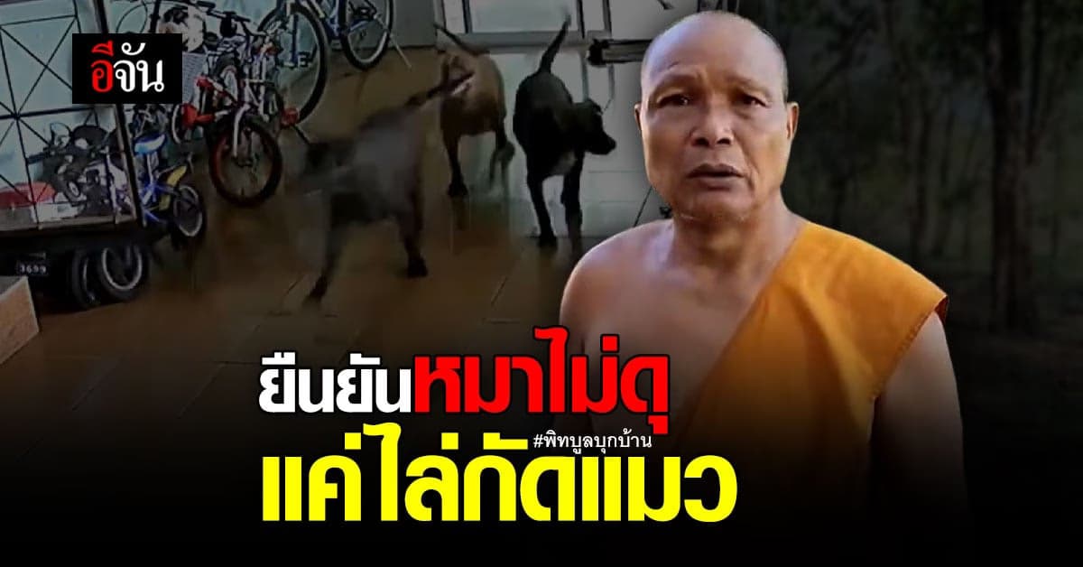 พระเจ้าของพิทบูลพังมุ้งลวดบุกบ้านชาวบ้านไล่ขย้ำแมวตาย เปิดใจ! หมาไม่ดุ