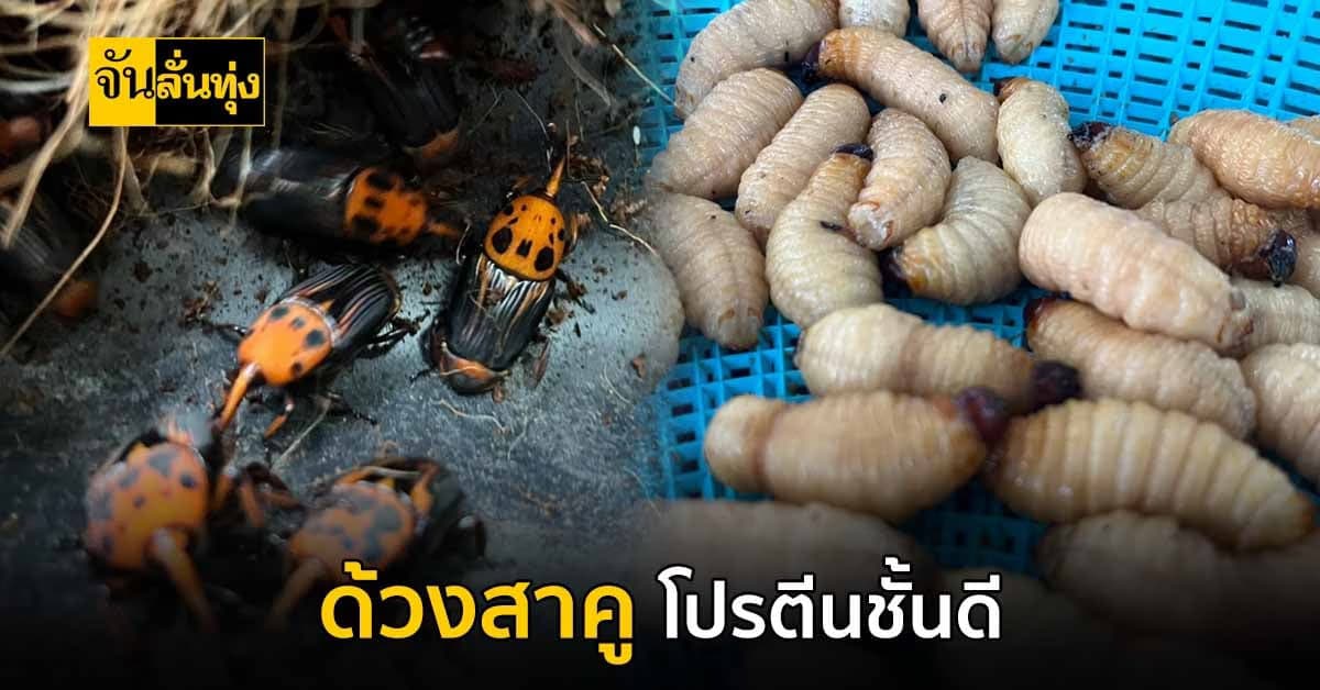 ด้วงสาคู กินยาก แต่ประโยชน์เยอะ แถมยังมี โปรตีนชั้นดี