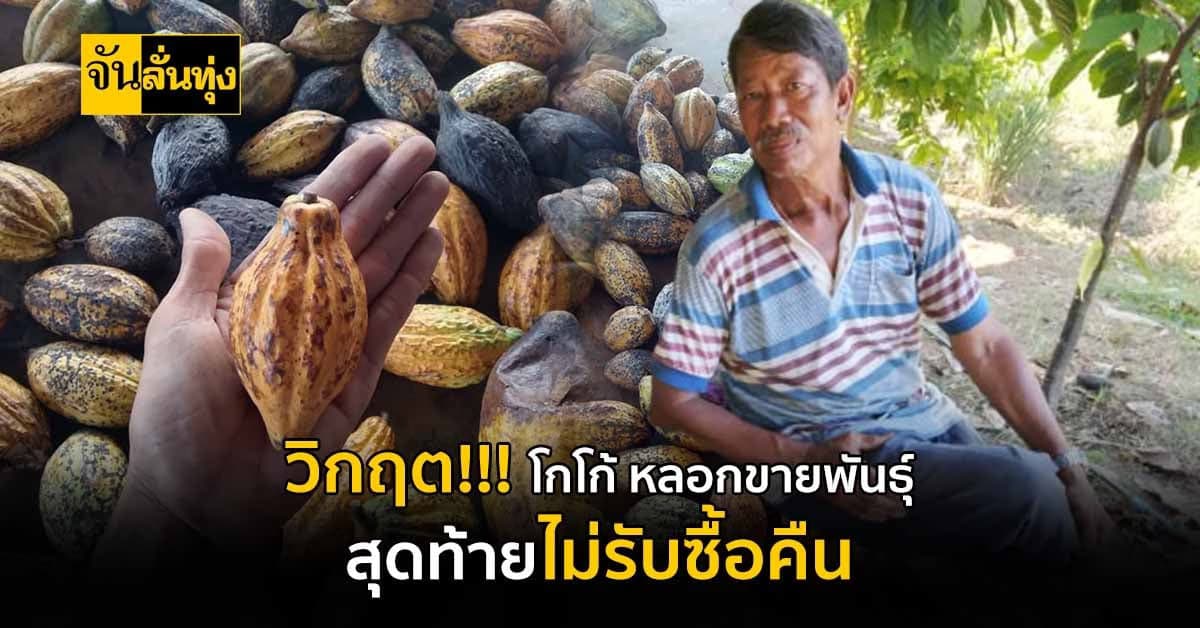 โกโก้พืชที่ถูกจับตามอง ตอนนี้ล้นตลาด ขายไม่ได้ บริษัทไม่รับซื้อ