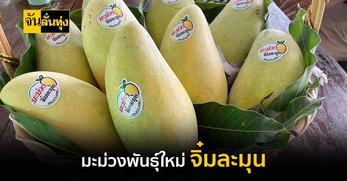 ชื่อฟังแล้วต้องตกใจ มะม่วงพันธุ์ใหม่ จิ๋มละมุน