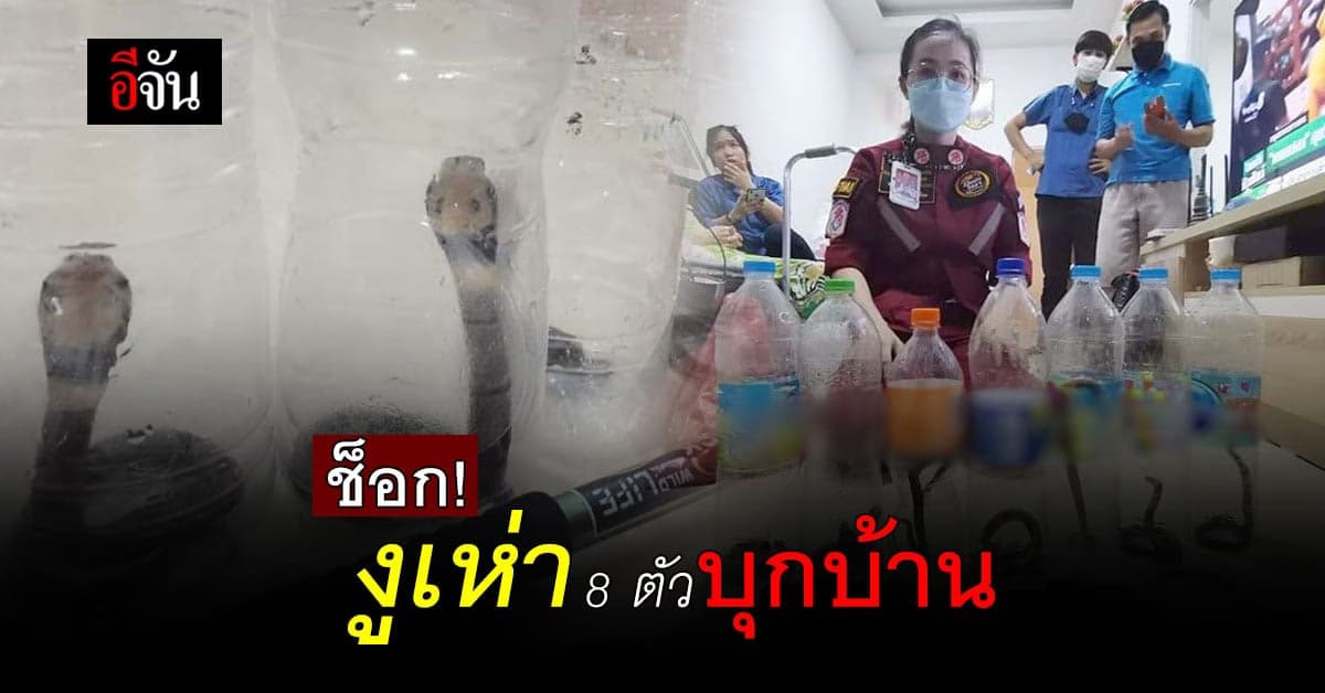 ลูกงูเห่า 8 ตัว บุกบ้าน เชื่อมาให้โชค : พระนครศรีอยุธยา