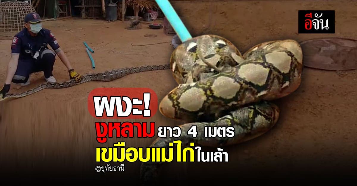 ผงะ! งูหลามยาว 4 เมตร เลื้อยเข้าบ้าน บุก! เขมือบแม่ไก่ในเล้า