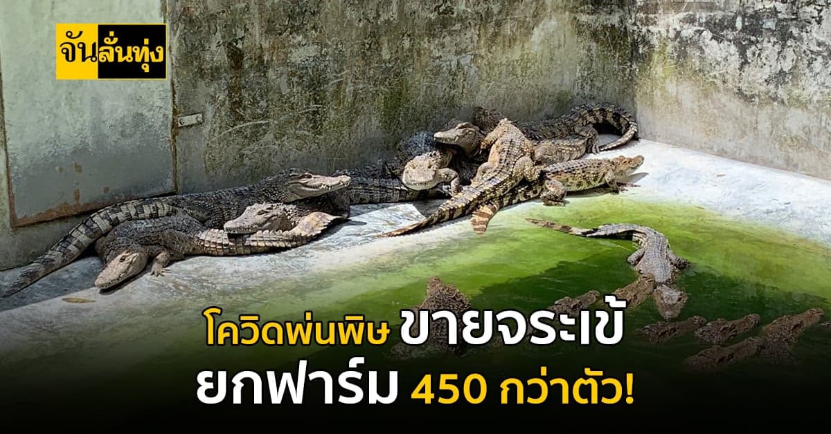 เจ้าของจระเข้ เจอพิษโควิด19 ตัดสินใจขายยกฟาร์มกว่า 450 ตัว !