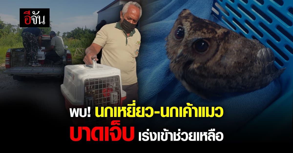 พลเมืองดี พบ นกเหยี่ยว-นกเค้าแมว บาดเจ็บ เจ้าหน้าที่ เร่งช่วยเหลือ