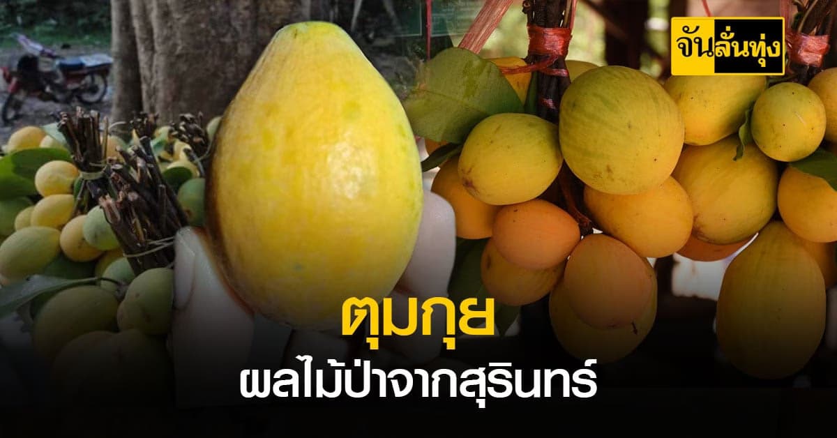 ของอร่อยหายากแท้!!! เข้าป่าหาของฝาก ตุมกุย ผลไม้ป่าจาก จ.สุรินทร์