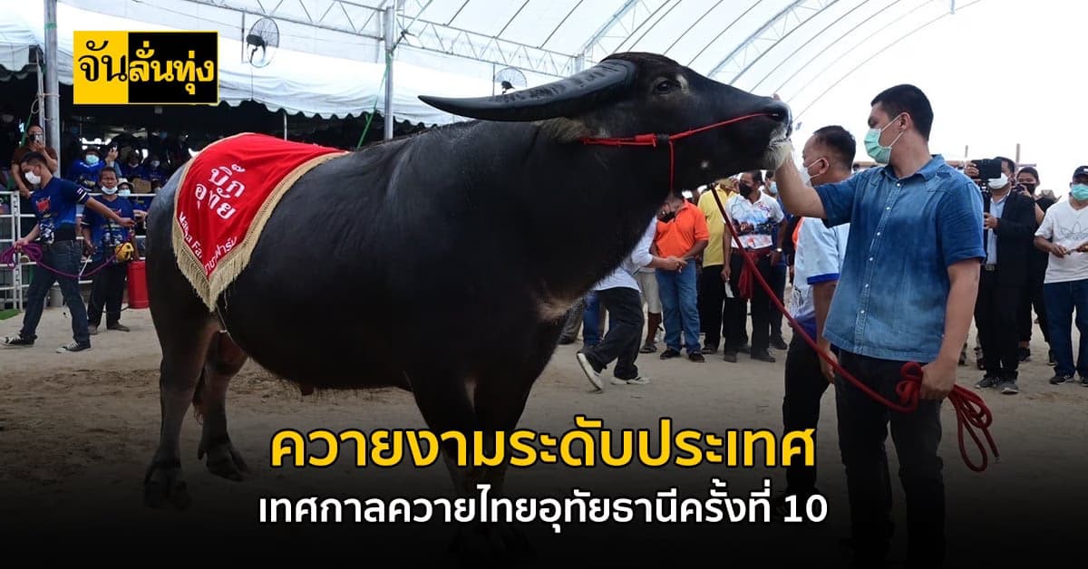 เทศกาลควายไทยอุทัยธานีครั้งที่ 10 กระตุ้นตลาดซื้อขายกระบือ