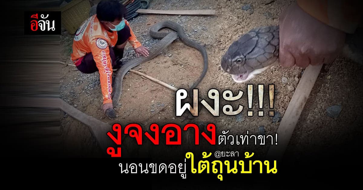 ผงะ! ชาวบ้านพบ งูจงอาง ยาวกว่า 4 เมตร ขดอยู่ในกองไม้ ใต้ถุนบ้าน