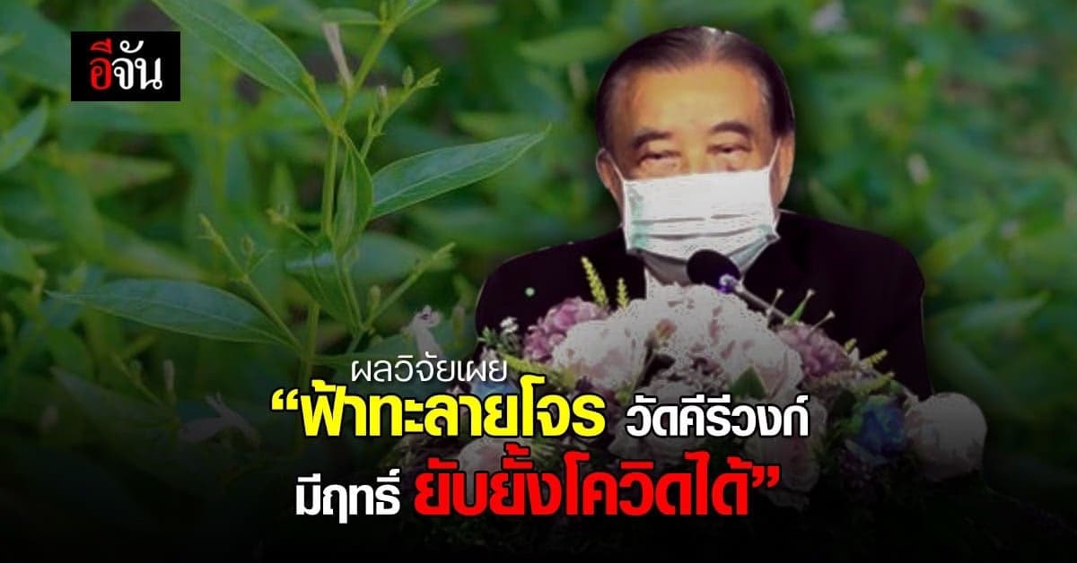 ผลวิจัยเผย ฟ้าทะลายโจร วัดคีรีวงก์ มีฤทธิ์ยับยั้งโควิดได้ 99%