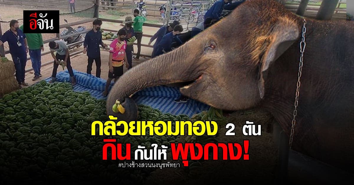 ปางช้างสวนนงนุชพัทยา รับกล้วย 2 ตัน จากสมาคมสหพันธ์ช้างไทย