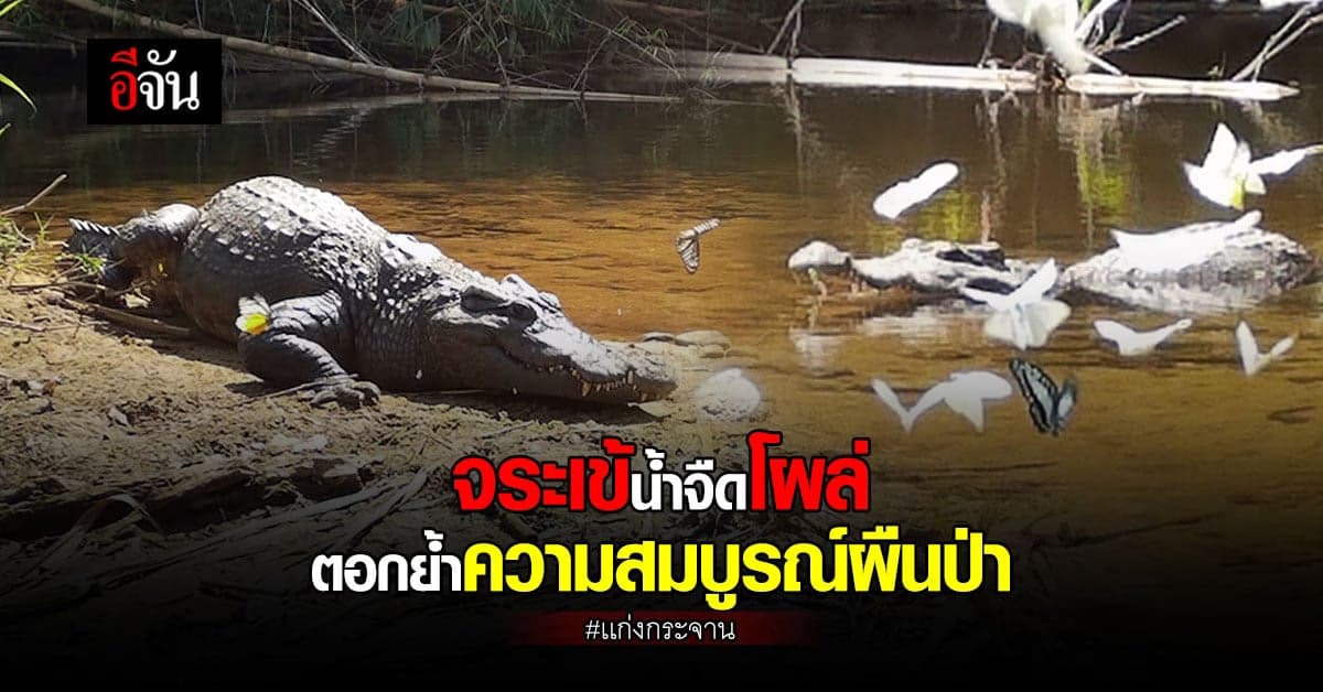 อช.แก่งกระจานพบ จระเข้น้ำจืด ใกล้สูญพันธุ์ ชี้ผืนป่าสมบูรณ์