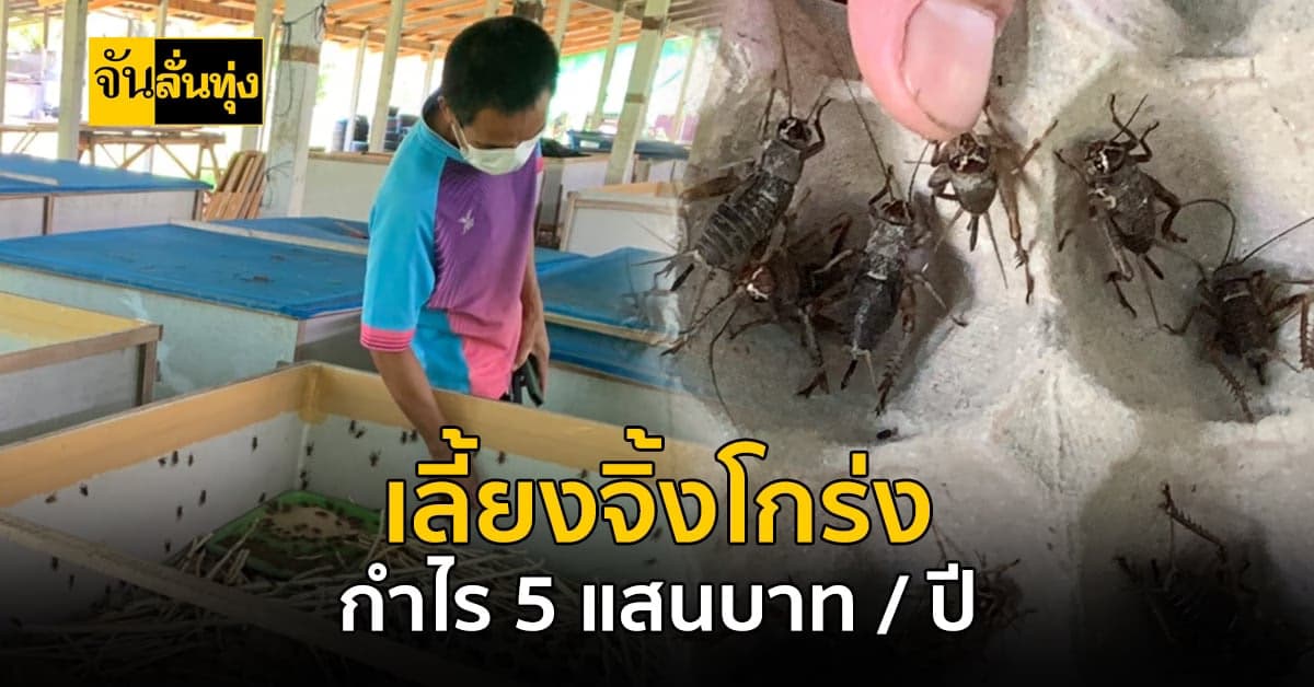 ตรัง เลี้ยง จิ้งโกร่ง สัตว์เศรษฐกิจตัวใหม่ สร้างกำไรต่อปีครึ่งล้าน!