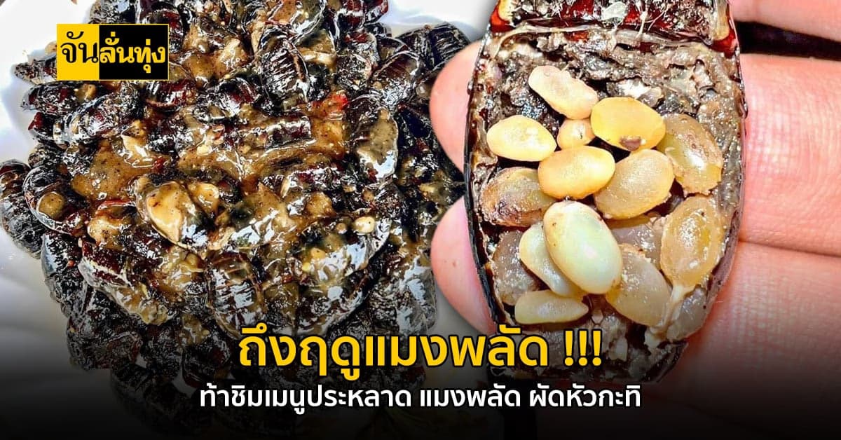กินหรอยหนัด!!! แมงพลัด ผัดหัวทิ หากินได้ปีละครั้ง