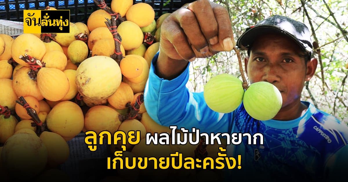 ลูกคุย ผลไม้ป่าหากินยาก ใกล้สูญพันธุ์ เก็บขายปีละครั้งเท่านั้น!