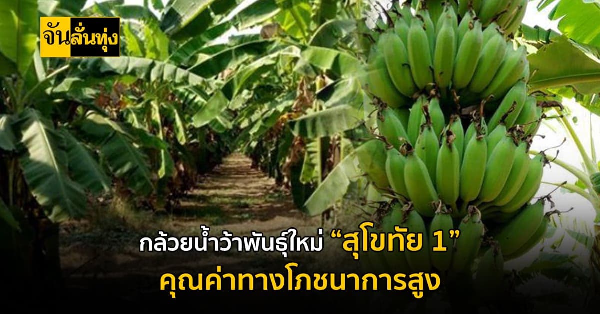กล้วยน้ำว้าพันธุ์ใหม่ “สุโขทัย 1” คุณค่าทางโภชนาการสูง