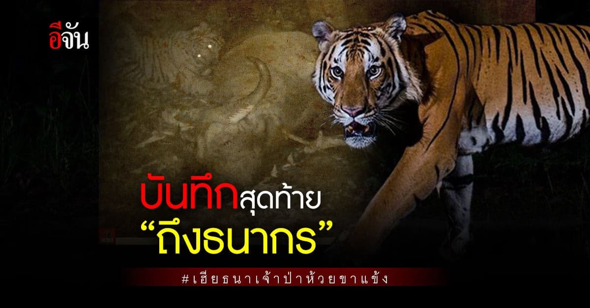 เฮียธนากร เสือ เจ้าป่าห้วยขาแข้ง ไว้ลายการจากไปอย่างยิ่งใหญ่