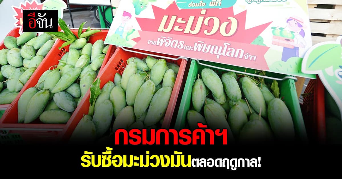 กรมการค้าภายใน จับมือ ปั๊มน้ำมันพีที รับซื้อ มะม่วงมัน 2 สายพันธุ์