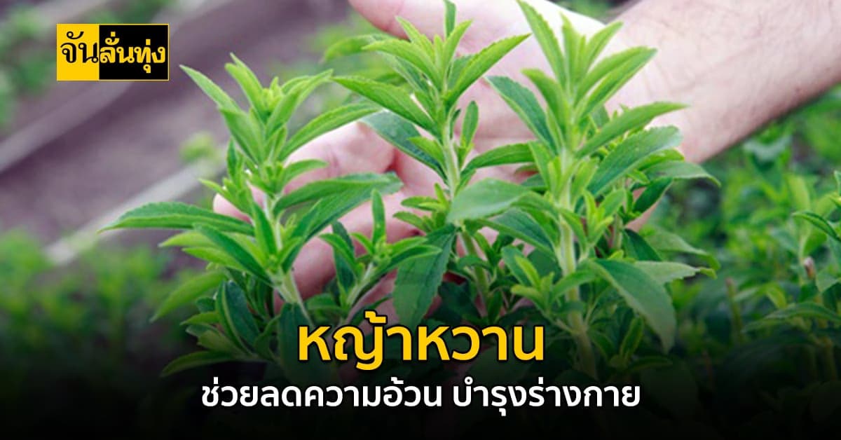 “หญ้าหวาน” พืชสมุนไพรที่สามารถนำมาปลูกเป็นอาชีพได้