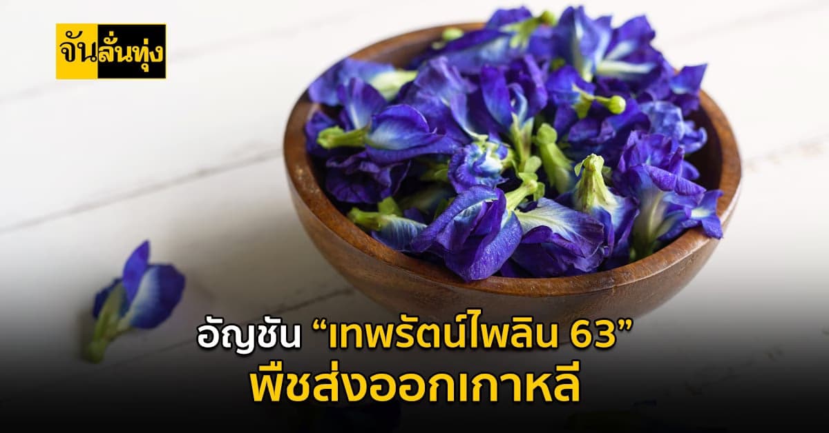 อัญชันพันธุ์ “เทพรัตน์ไพลิน 63 ส่งออกถึงประเทศเกาหลี