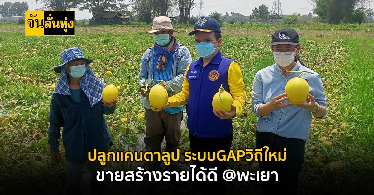 เกษตรกรพะเยา ผลิตแคนตาลูป มาตรฐาน GAP ขายรายได้ดี