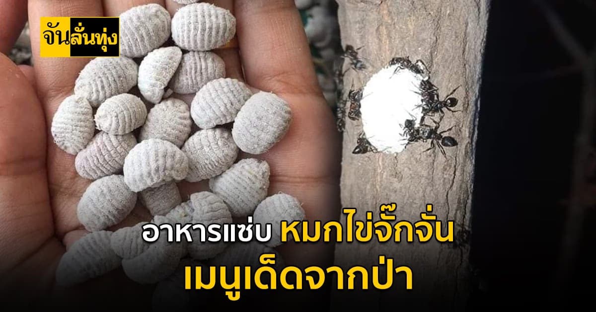 ชวนชิมอาหารแซ่บ หมกไข่จั๊กจั่น เมนูเด็ดจากป่า