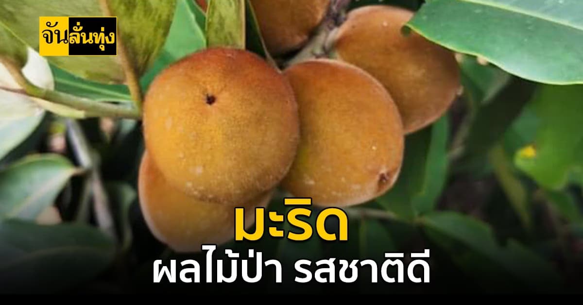 จันลั่นทุ่ง พาไปรู้จักมะริด ผลไม้ป่า รสชาติดี