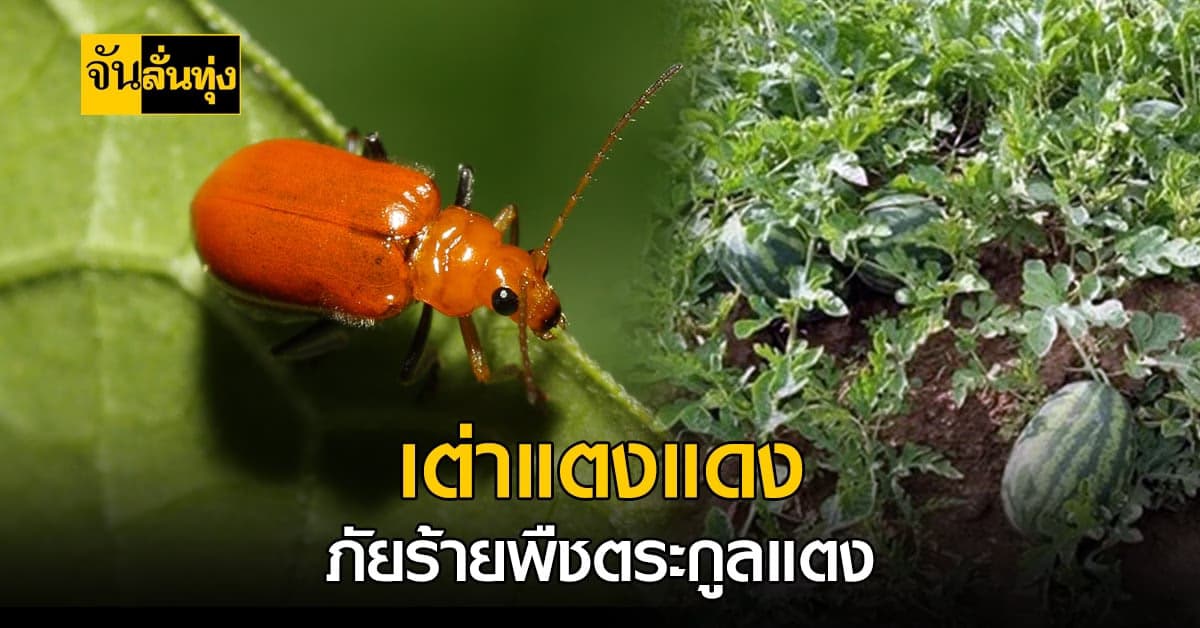 พืชตระกูลแตงเตรียมรับมือด้วงเต่าแตงแดง