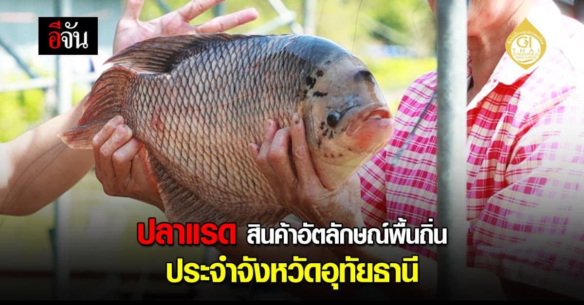 ของดีระดับจังหวัด ผ่านไปไม่ชิมไม่ได้แล้ว ปลาแรด แห่งลุ่มน้ำสะแกกรัง