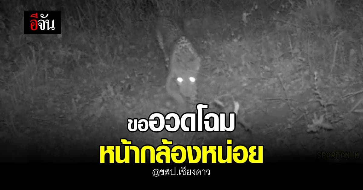 สัญญาณดี! พบ เสือดาว ที่ เขตรักษาพันธุ์สัตว์ป่าเชียงดาว เป็นครั้งแรก