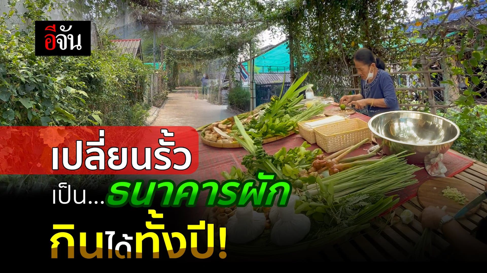 🎬 เปลี่ยนรั้วเป็นธนาคารผัก กินได้ทั้งปี!