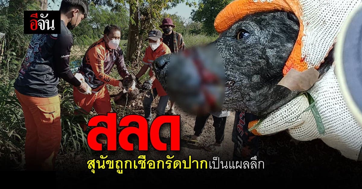 สุนัขจรจัด ถูกเชือกรัดปาก แผลเริ่มเน่า ตัวซูบผอม กู้ภัยเร่งช่วยเหลือ