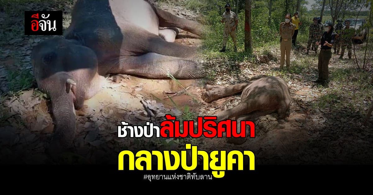 ช้างป่าอุทยานแห่งชาติทับลาน ล้มตายปริศนา