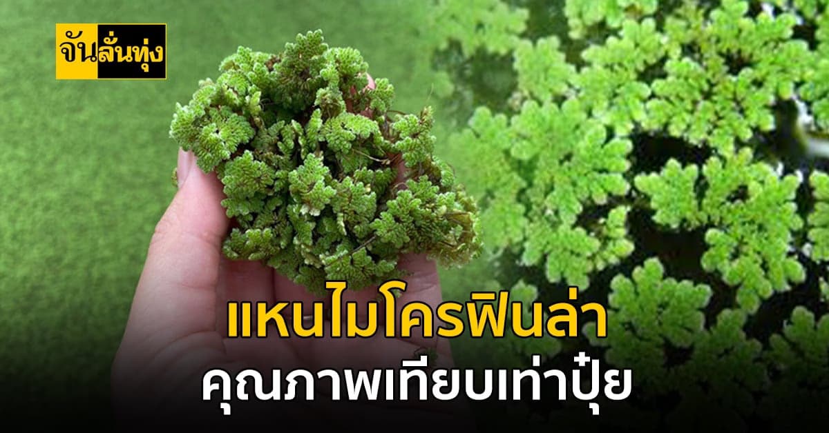 แก้ปัญหาปุ๋ยแพง โดยการนำแหนมาเป็นปุ๋ยใช้ได้ทั้ง สด – แห้ง