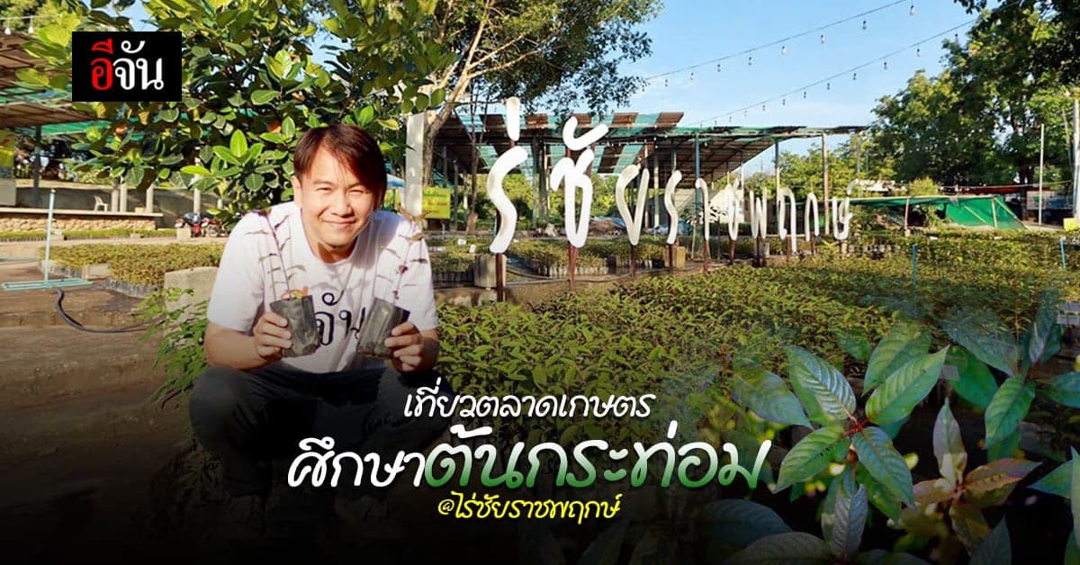 เที่ยวตลาดเกษตร ศึกษา กระท่อม “ก้านแดง” ที่ ไร่ชัยราชพฤกษ์