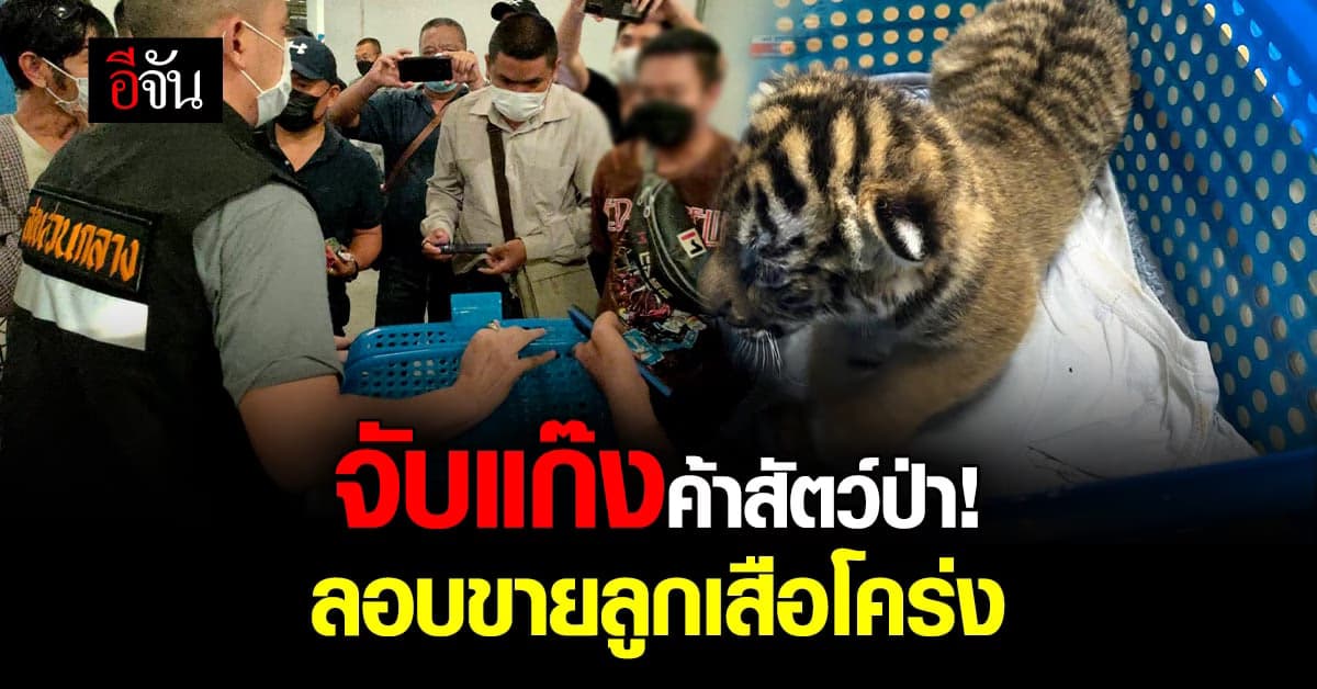 รวบขบวนการค้าสัตว์ป่าออนไลน์ ลอบขายลูกเสือโคร่ง