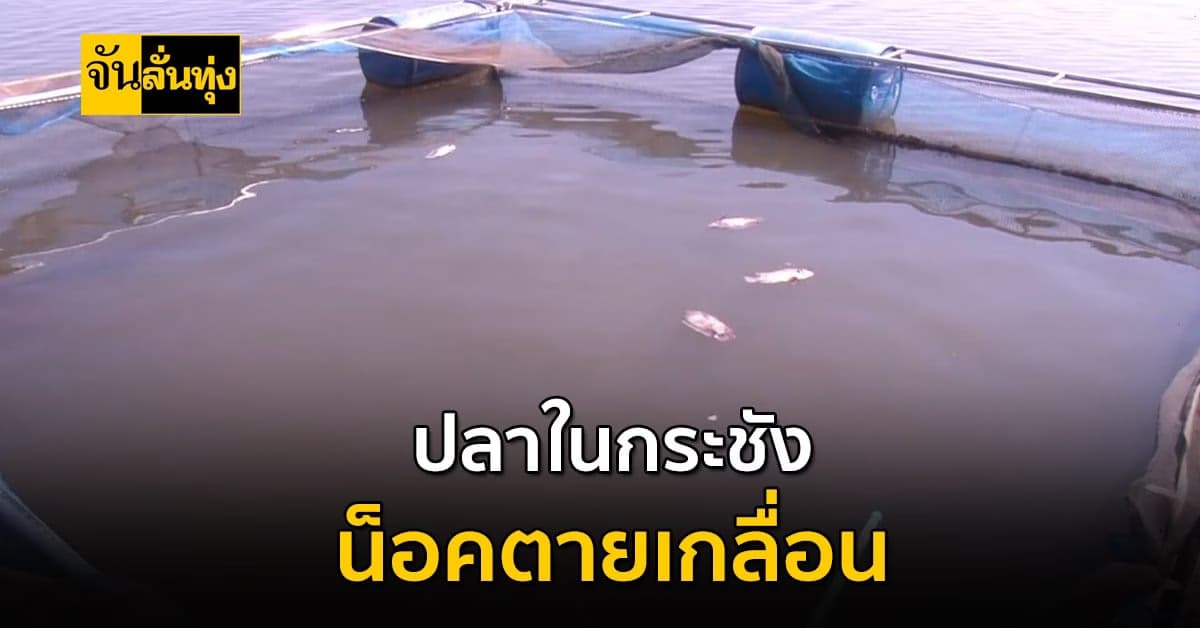 อากาศแปรปรวน ทำเกษตรกรเดือดร้อน ปลาในกระชัง ตายเป็นเบือ
