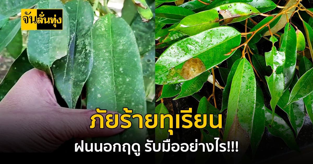 ฝนนอกฤดูผลกระทบที่ร้ายแรงสำหรับทุเรียน